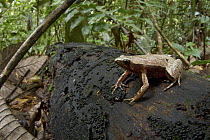 Microhylid Frog (Hamptophryne boliviana) in rainforest, Sipaliwini, Surinam