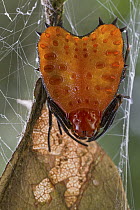 Spiny Spider (Micrathena clypeata), Sipaliwini, Surinam