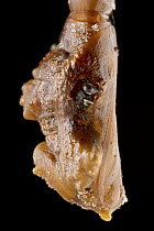Chalcid Wasp (Chalcididae) parasite emerging from butterfly chrysalis, Sipaliwini, Surinam