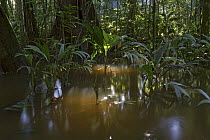 Flooded lowland rainforest, Sipaliwini, Surinam