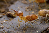 Higher Termite (Termitidae) soldier, Sipaliwini, Surinam