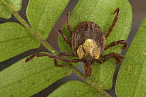 Tick in rainforest, Sipaliwini, Surinam