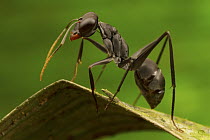 Ant (Gigantiops destructor), Sipaliwini, Surinam