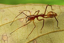 Jumping Spider (Salticidae), an ant mimic, Sipaliwini, Surinam