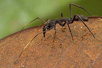 Jumping Spider (Salticidae), an ant mimic, Sipaliwini, Surinam