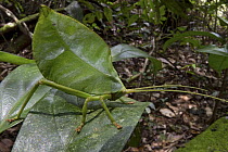 Katydid (Cycloptera speculata) in rainforest, Sipaliwini, Surinam