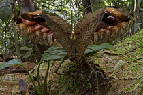 Peacock Katydid (Pterochroza ocellata) in defensive posture, Sipaliwini, Surinam
