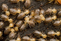 Termites, Sipaliwini, Surinam