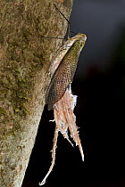 Fulgorid Planthopper (Pterodictya reticularis) with wax that easily breaks off to allow it to escape when attacked, Sipaliwini, Surinam
