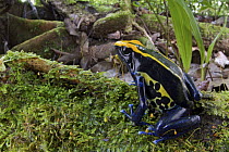 Dyeing Poison Frog (Dendrobates tinctorius) in rainforest, Sipaliwini, Surinam