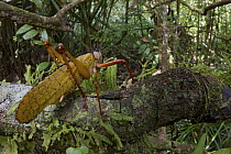 Katydid (Eubliastes adustus) in rainforest, Sipaliwini, Surinam