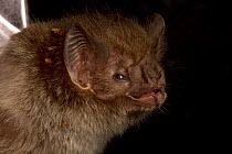 Vampire Bat (Desmodus rotundus) with parasitic Louse Flies (Trichobius parasiticus) behind its ear, Sipaliwini, Surinam
