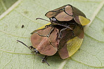 Leaf Beetle (Cyrtonota sp) pair mating, Sipaliwini, Surinam