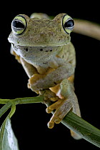 Emerald-eyed Treefrog (Hypsiboas crepitans), Brownsberg Reserve, Surinam