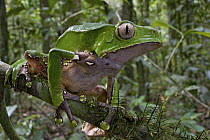 Giant Monkey Frog (Phyllomedusa bicolor) in rainforest, Brownsberg Reserve, Surinam