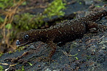 Annulated Gecko (Gonatodes annularis), Brownsberg Reserve, Surinam