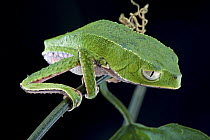 White-lined Leaf Frog (Phyllomedusa vaillanti), Brownsberg Reserve, Surinam