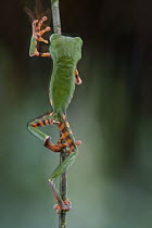 Tiger-striped Leaf Frog (Phyllomedusa tomopterna) climbing stem, Brownsberg Reserve, Surinam