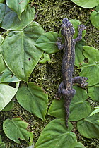 Turnip-tailed Gecko (Thecadactylus rapicauda), Brownsberg Reserve, Surinam