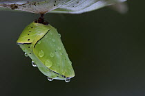 Butterfly chrysalis covered with water drops, Surinam