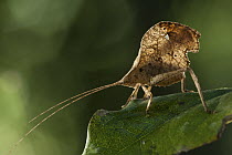 Katydid (Typophyllum sp), Sipaliwini, Surinam