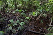 Lowland rainforest, Sipaliwini, Surinam