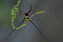 Orb-weaver Spider (Araneidae) in web, Surinam