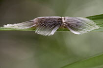 Flannel Moth (Megalopygidae) caterpillar, Sipaliwini, Surinam