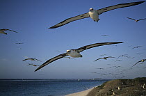 Laysan Albatross (Phoebastria immutabilis) group flying on approach to nesting colony, Midway Atoll, Hawaiian Leeward Islands, Hawaii