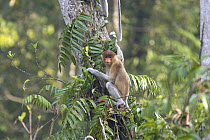 Proboscis Monkey (Nasalis larvatus) sub-adult in rainforest, Tanjung Puting National Park, Indonesia