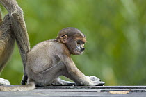 Proboscis Monkey (Nasalis larvatus) three to four week old baby, Sabah, Malaysia