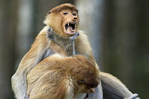 Proboscis Monkey (Nasalis larvatus) sub-adult males play fighting, Sabah, Malaysia