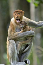 Proboscis Monkey (Nasalis larvatus) female with two month old baby giving threat display, Sabah, Malaysia