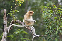 Proboscis Monkey (Nasalis larvatus) sub-adult in tree, Tanjung Puting National Park, Indonesia