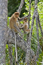 Proboscis Monkey (Nasalis larvatus) female with two to three month old baby, Sabah, Malaysia