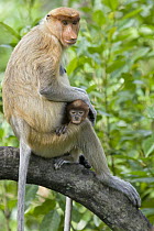 Proboscis Monkey (Nasalis larvatus) female grooming two month old baby, Sabah, Malaysia