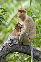 Proboscis Monkey (Nasalis larvatus) two month old baby nursing, Sabah, Malaysia