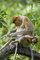 Proboscis Monkey (Nasalis larvatus) female grooming two month old baby, Sabah, Malaysia