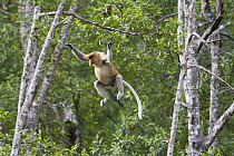 Proboscis Monkey (Nasalis larvatus) dominant male leaping, Sabah, Malaysia