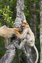 Proboscis Monkey (Nasalis larvatus) juveniles playing in tree, Sabah, Malaysia