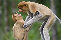 Proboscis Monkey (Nasalis larvatus) juveniles playing, Sabah, Malaysia