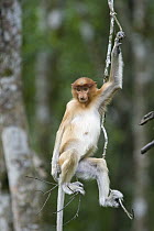 Proboscis Monkey (Nasalis larvatus) young female in tree, Sabah, Malaysia