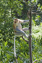 Proboscis Monkey (Nasalis larvatus) dominant male displaying, Sabah, Malaysia