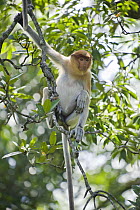 Proboscis Monkey (Nasalis larvatus) juvenile, Sabah, Malaysia