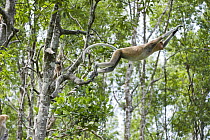 Proboscis Monkey (Nasalis larvatus) leaping between trees, Sabah, Malaysia