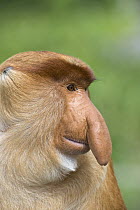 Proboscis Monkey (Nasalis larvatus) dominant male, Sabah, Malaysia