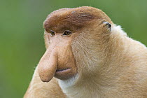 Proboscis Monkey (Nasalis larvatus) male, Sabah, Malaysia