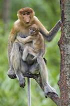 Proboscis Monkey (Nasalis larvatus) female and six to eight week old baby, Sabah, Malaysia