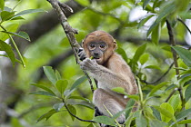 Proboscis Monkey (Nasalis larvatus) six to eight week old baby feeding on leaves, Sabah, Malaysia