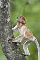 Proboscis Monkey (Nasalis larvatus) six to eight week old baby climbing tree, Sabah, Malaysia